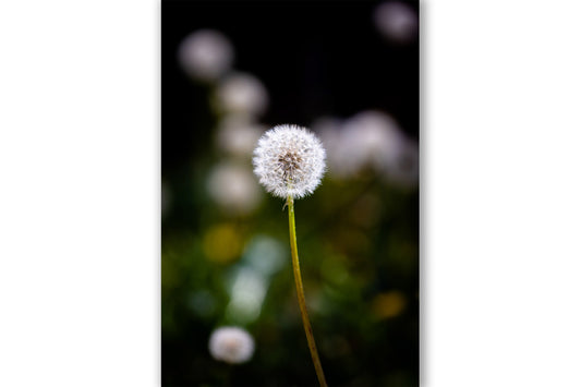 Botanical photography print of a perfect dandelion on a spring day in Oklahoma by Sean Ramsey of Southern Plains Photography.