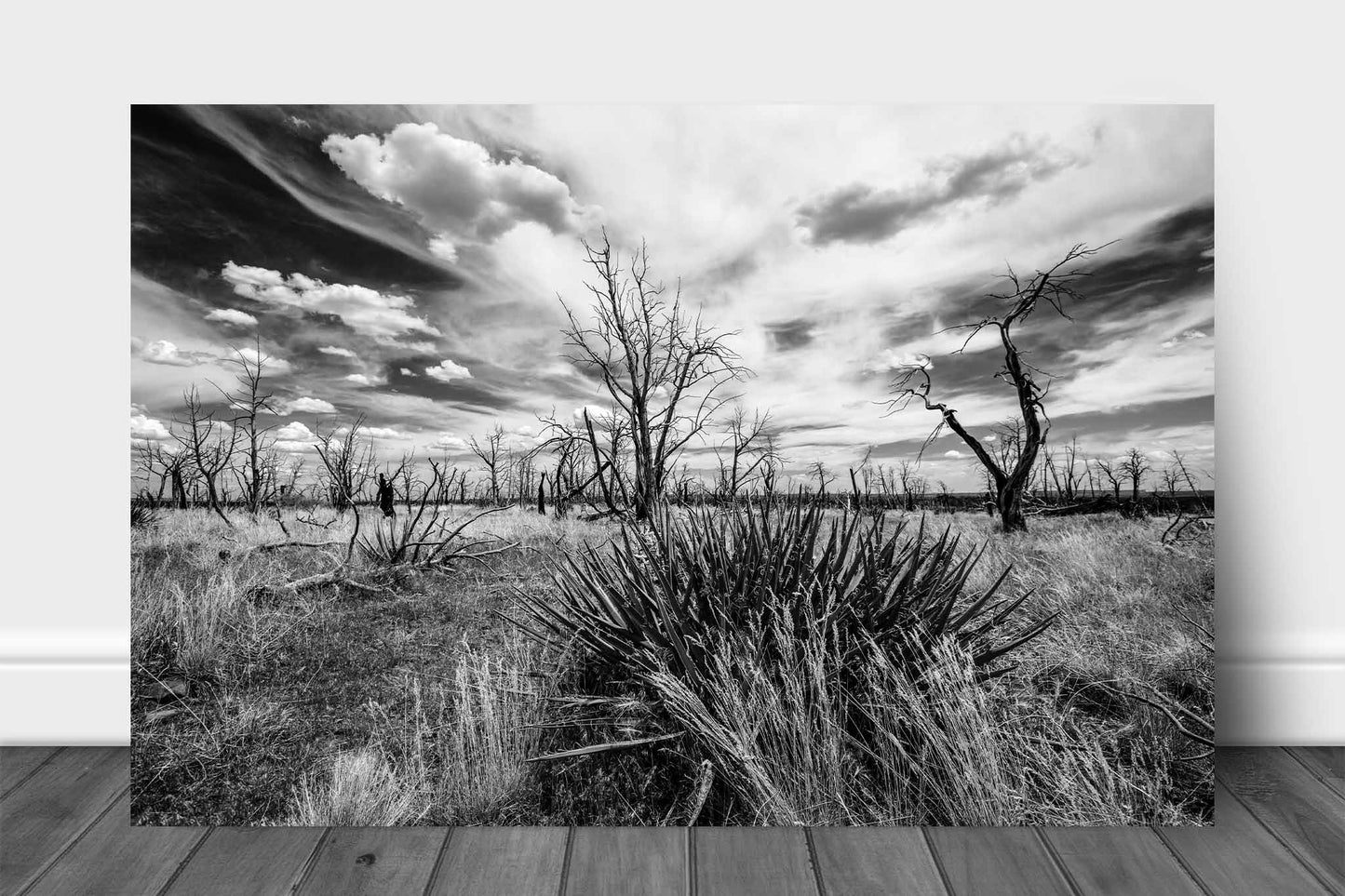 Black and white southwest landscape aluminum metal print wall art of a yucca plant and charred trees under a dreamy sky at Mesa Verde National Park, Colorado by Sean Ramsey of Southern Plains Photography.