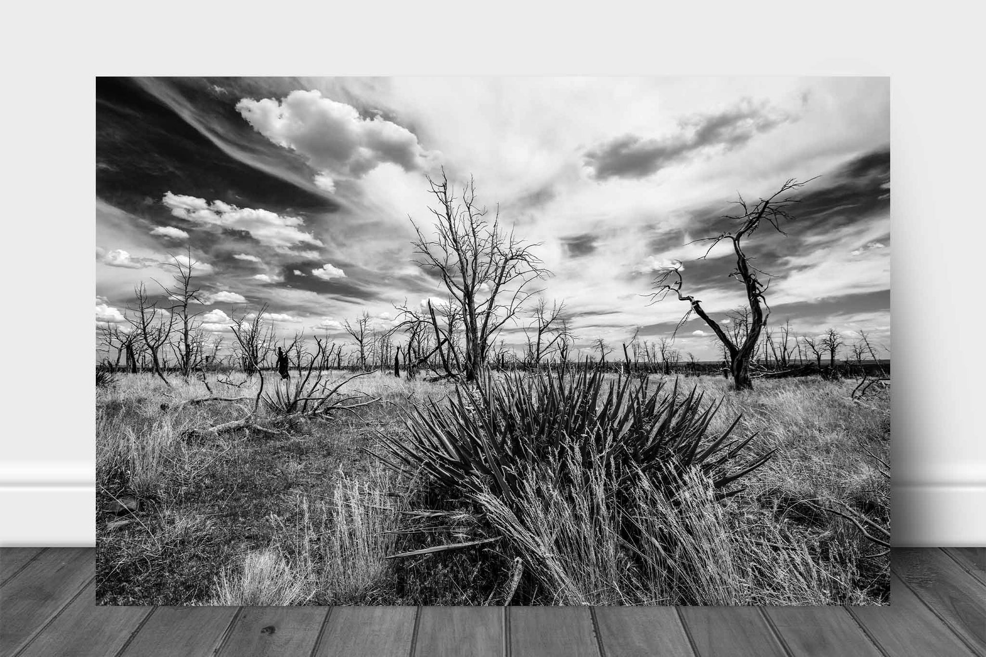 Black and white southwest landscape aluminum metal print wall art of a yucca plant and charred trees under a dreamy sky at Mesa Verde National Park, Colorado by Sean Ramsey of Southern Plains Photography.