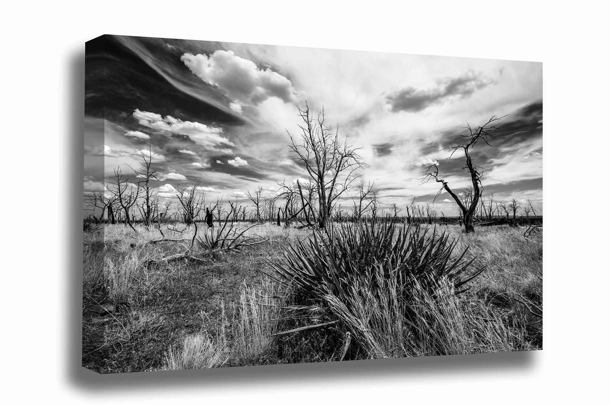 Black and white southwest landscape gallery wrapped canvas wall art of a yucca plant and charred trees under a dreamy sky at Mesa Verde National Park, Colorado by Sean Ramsey of Southern Plains Photography.