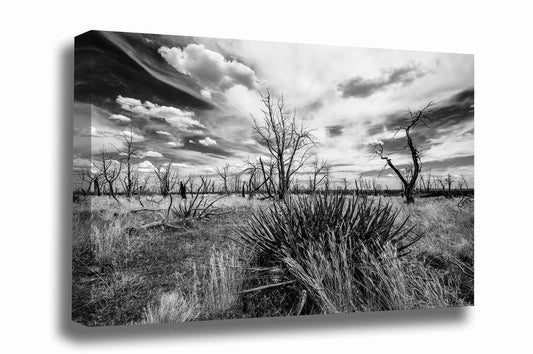 Black and white southwest landscape gallery wrapped canvas wall art of a yucca plant and charred trees under a dreamy sky at Mesa Verde National Park, Colorado by Sean Ramsey of Southern Plains Photography.