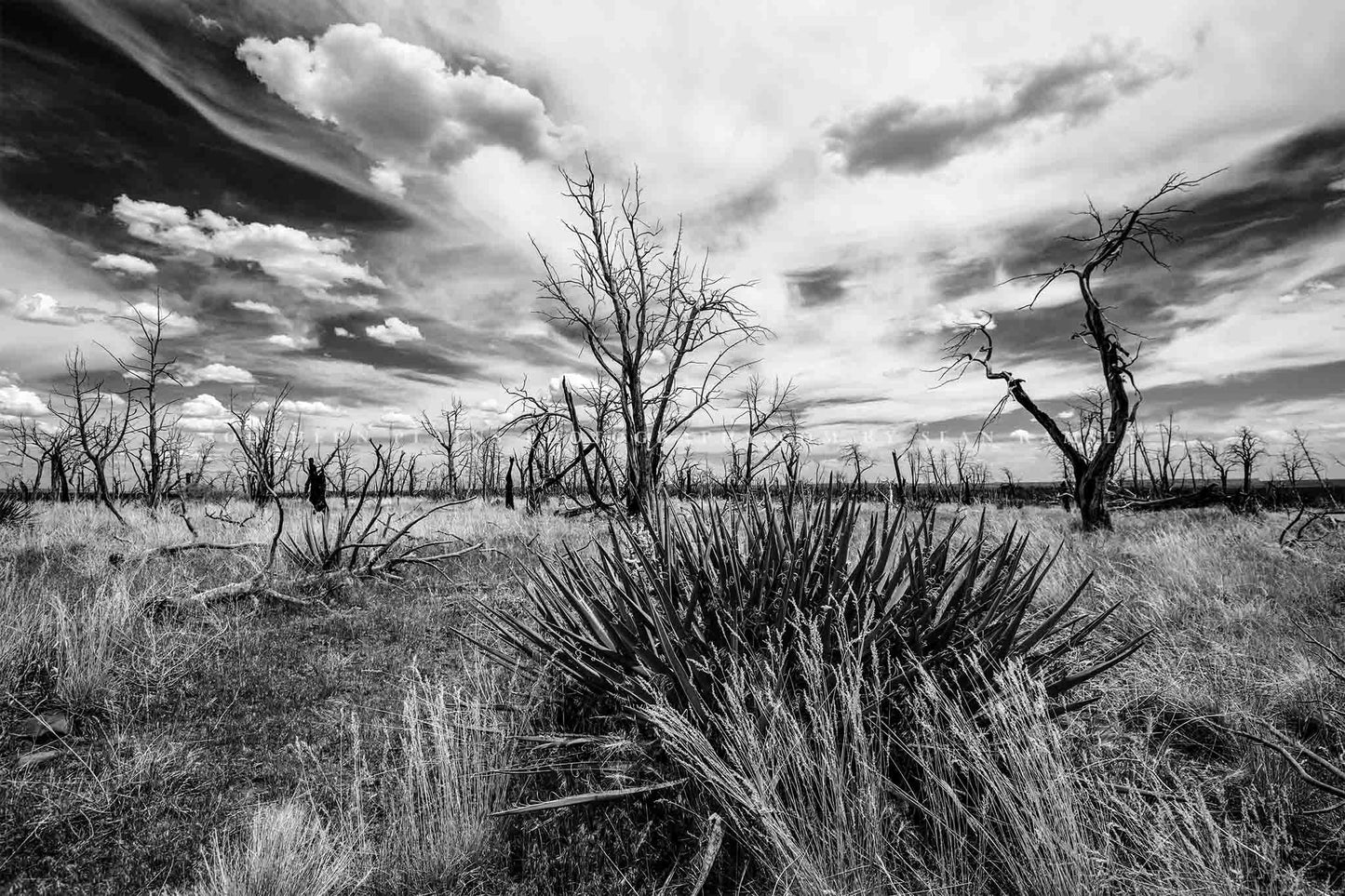 Black and white southwest landscape photography print of a yucca plant and charred trees under a dreamy sky at Mesa Verde National Park, Colorado by Sean Ramsey of Southern Plains Photography.