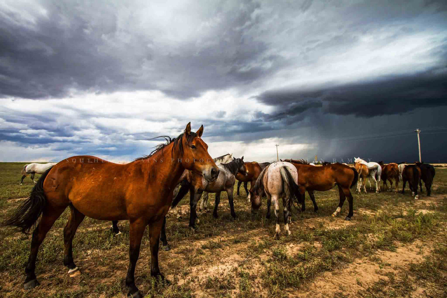 Equine photography print of a horse proudly watching over the herd as a storm approaches on a spring day in Oklahoma by Sean Ramsey of Southern Plains Photography.