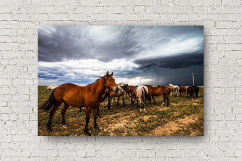 Equine metal print wall art of a horse watching over a herd as a storm approaches on a spring day in Oklahoma by Sean Ramsey of Southern Plains Photography.