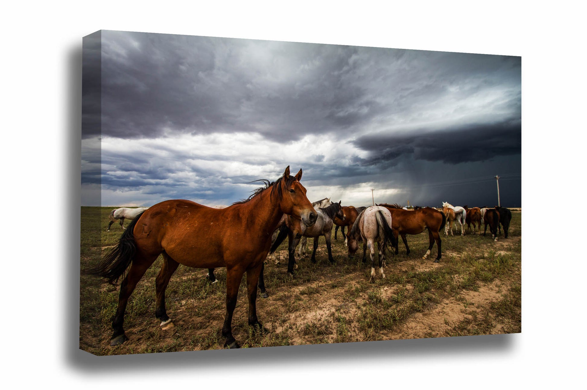 Equine canvas wall art of a horse watching over the herd as a storm approaches on a spring day in Oklahoma by Sean Ramsey of Southern Plains Photography.