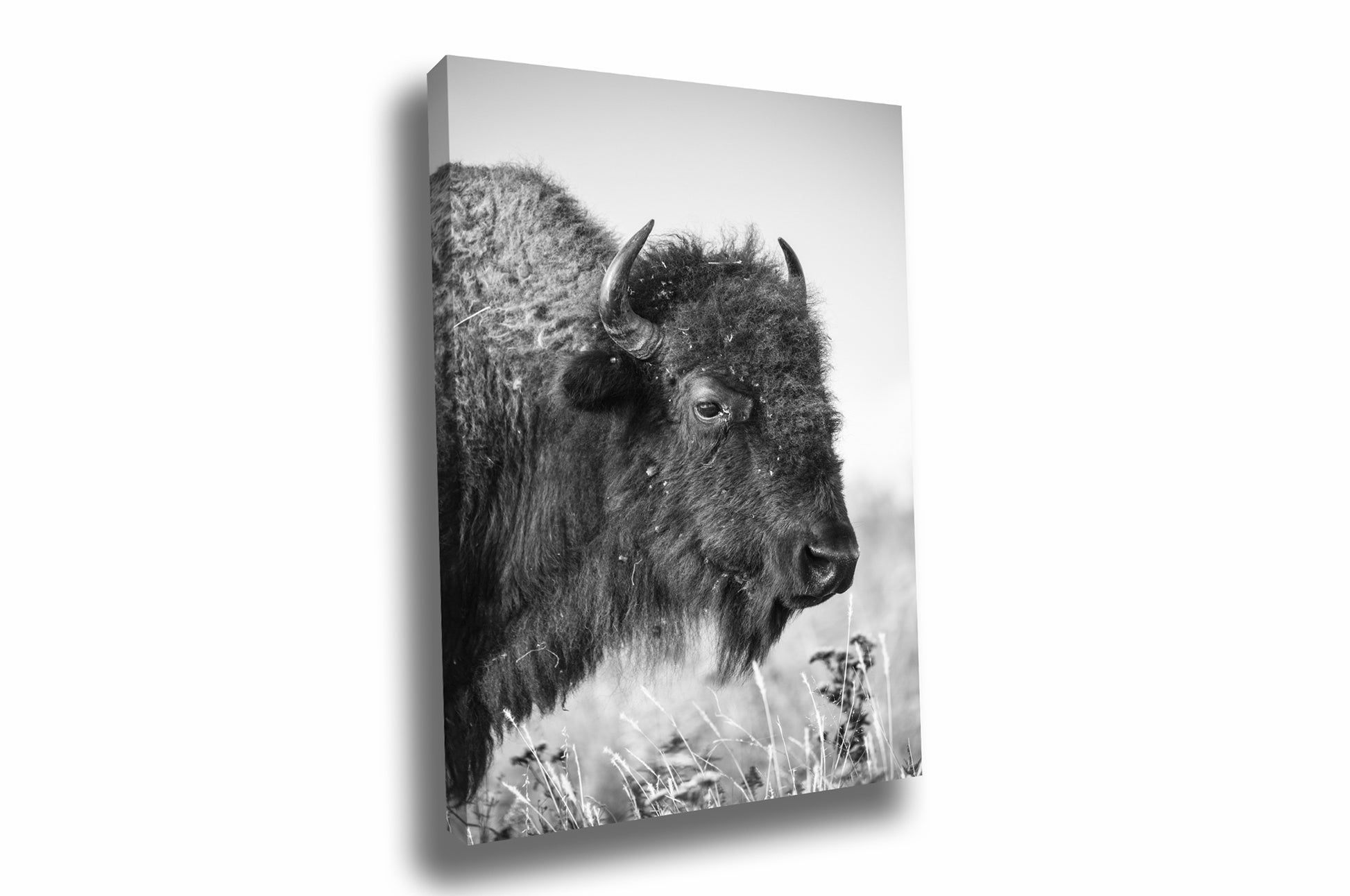 Vertical western canvas wall art of a buffalo on the Tallgrass Prairie of Oklahoma in black and white by Sean Ramsey of Southern Plains Photography.