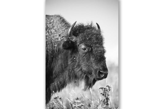 Vertical western photography print of a buffalo on the Tallgrass Prairie of Oklahoma in black and white by Sean Ramsey of Southern Plains Photography.