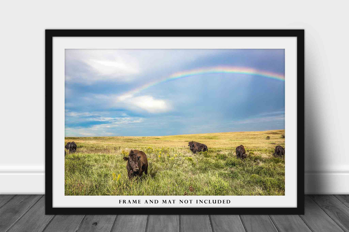 Buffalo Photography Print - Picture of Bison Calf Under Rainbow on Tallgrass Prairie in Oklahoma Western Decor Wall Art Photo Artwork