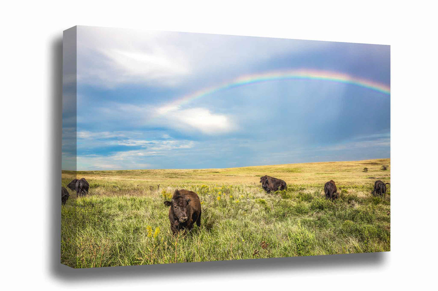 Buffalo canvas wall art of a rainbow shining over a herd of bison at the Tallgrass Prairie Preserve near Pawhuska, Oklahoma by Sean Ramsey of Southern Plains Photography.