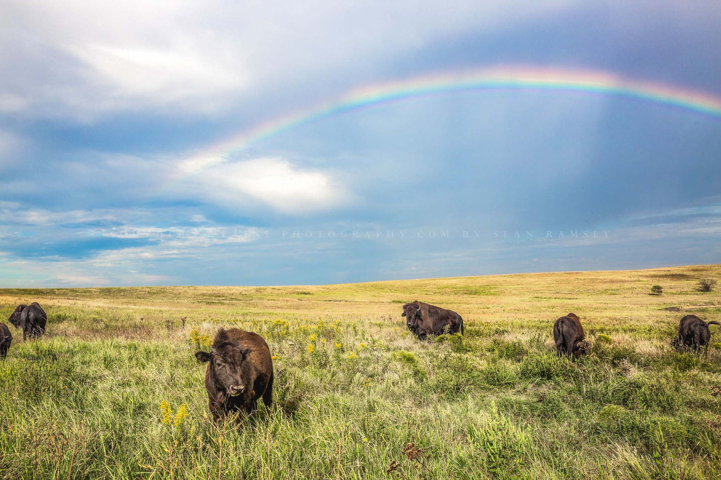 Western photography print of a buffalo calf  and bison herd under a rainbow on the Tallgrass Prairie near Pawhuska, Oklahoma by Sean Ramsey of Southern Plains Photography.