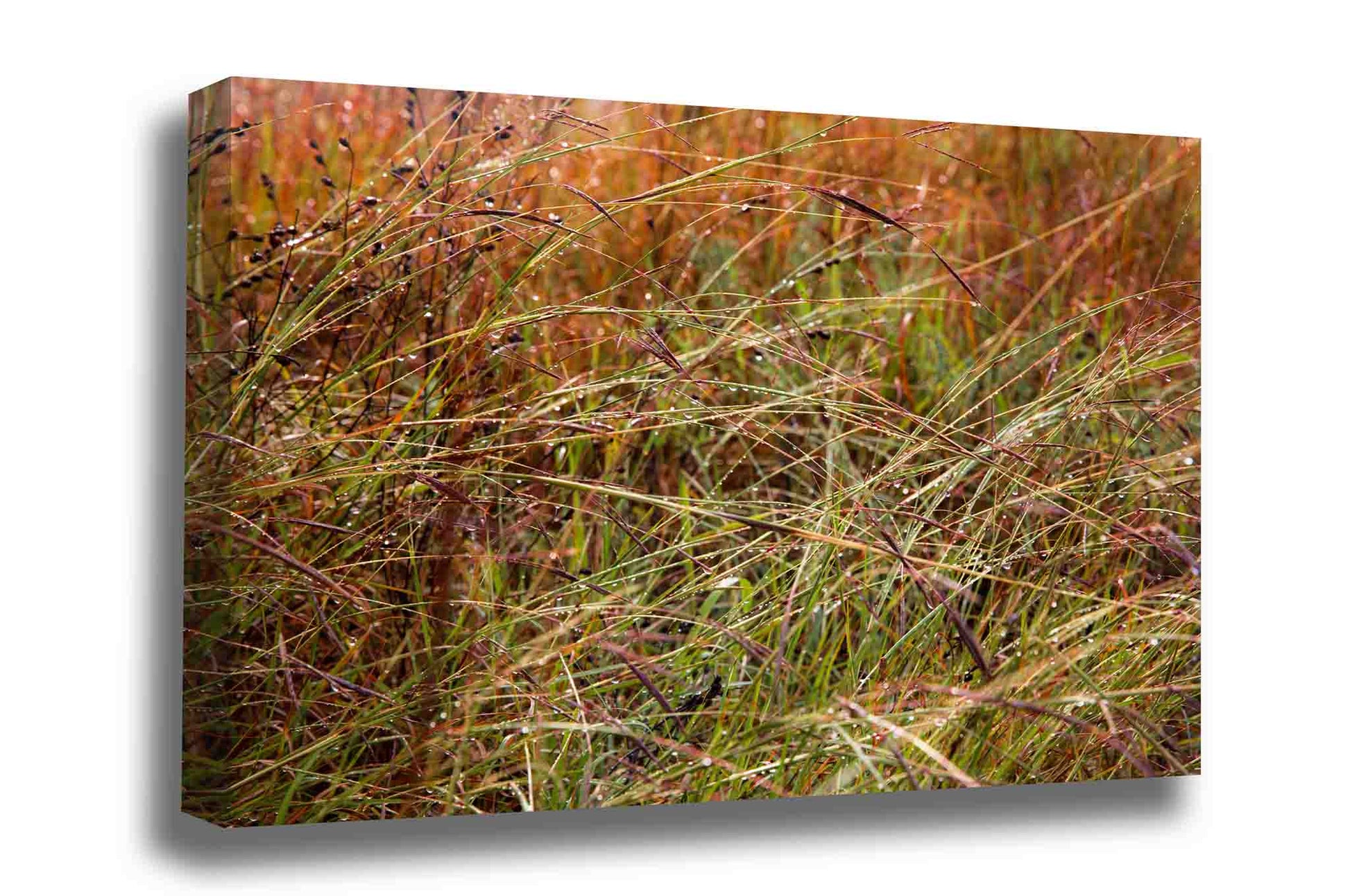 Botanical gallery wrapped canvas wall art of raindrops on prairie grass after a thunderstorm passes through on a stormy day in Oklahoma by Sean Ramsey of Southern Plains Photography.