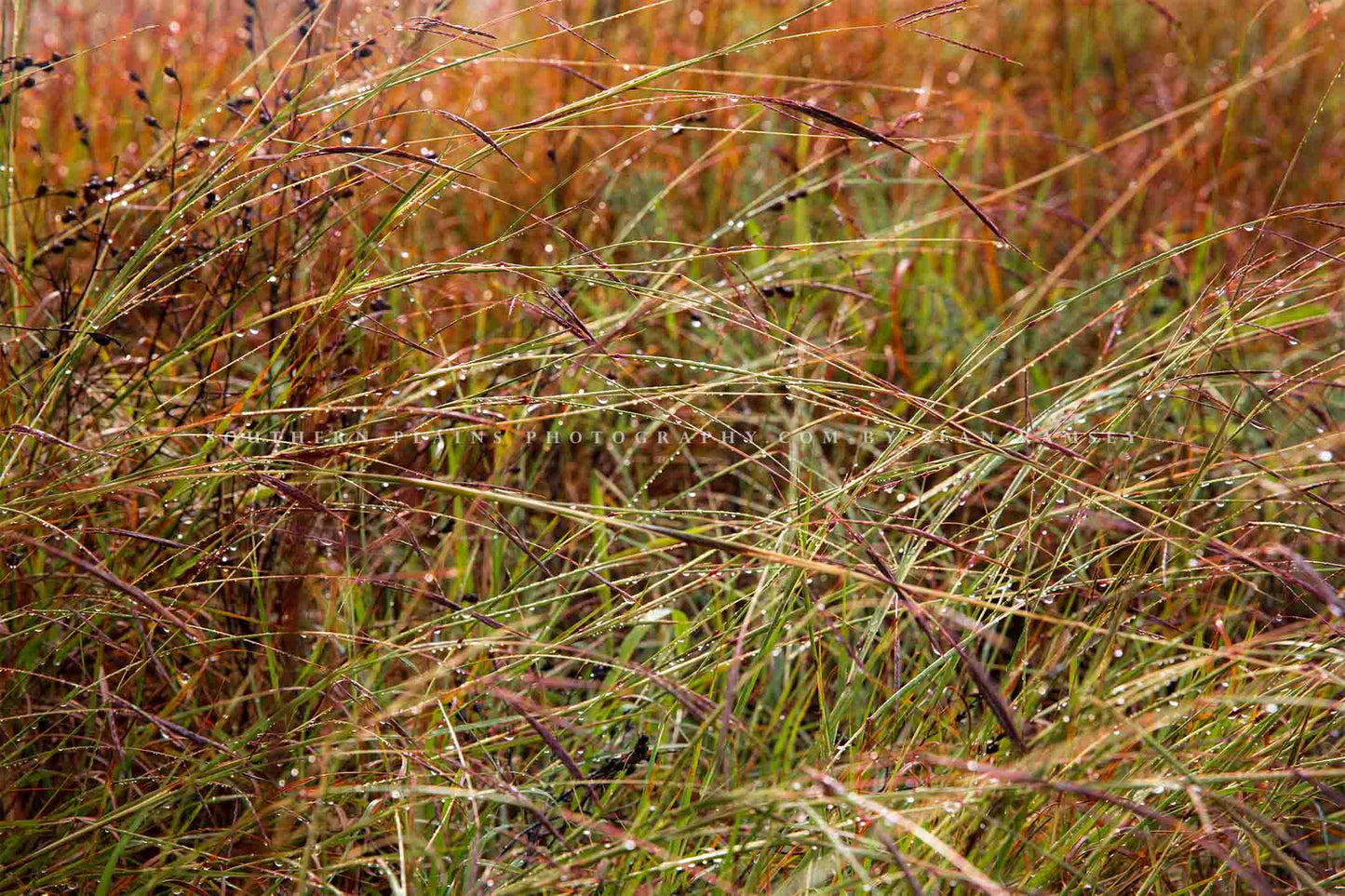 Botanical photography print of raindrops on prairie grass after a thunderstorm passes through on a stormy day in Oklahoma by Sean Ramsey of Southern Plains Photography.