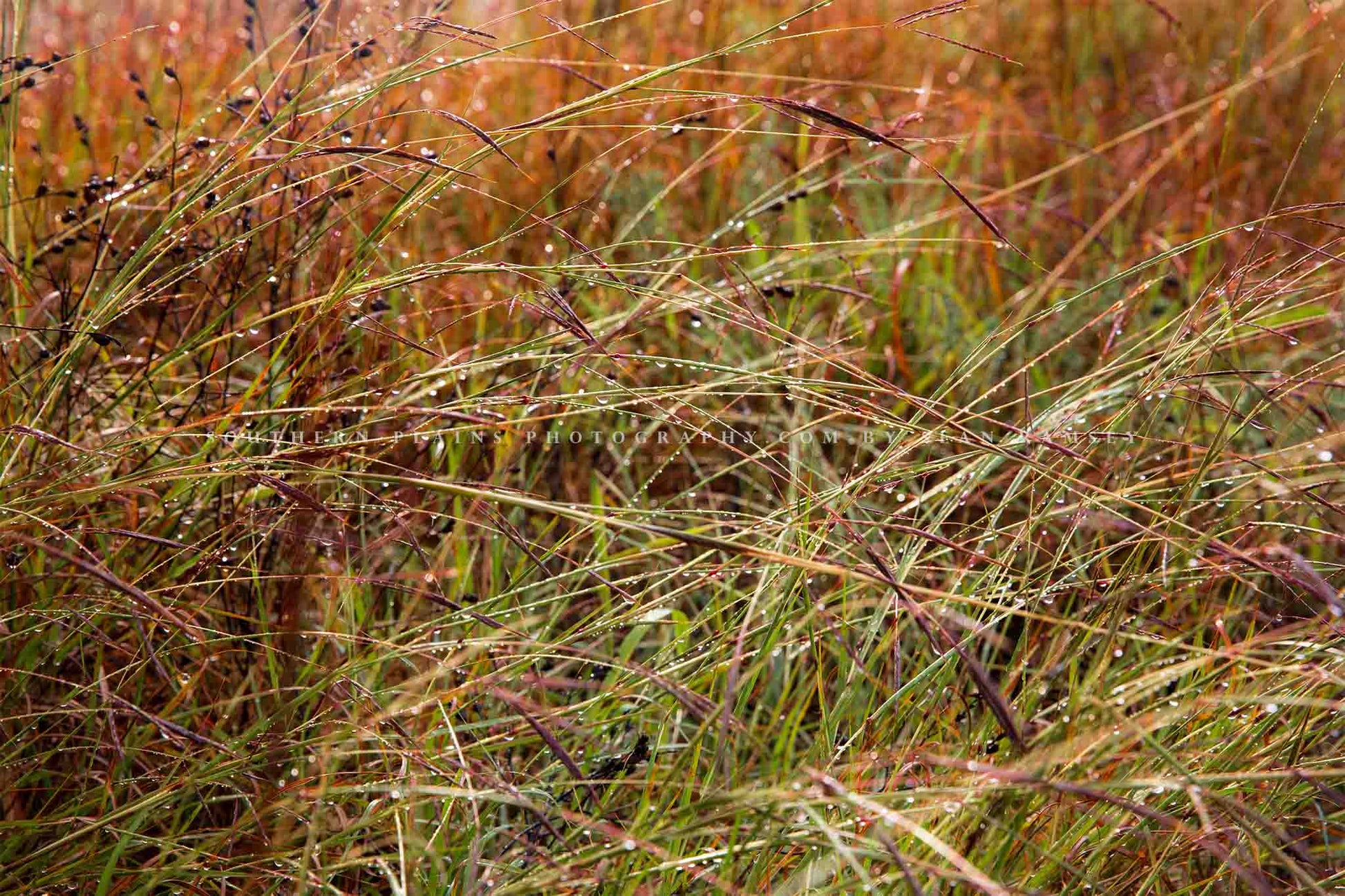 Botanical photography print of raindrops on prairie grass after a thunderstorm passes through on a stormy day in Oklahoma by Sean Ramsey of Southern Plains Photography.