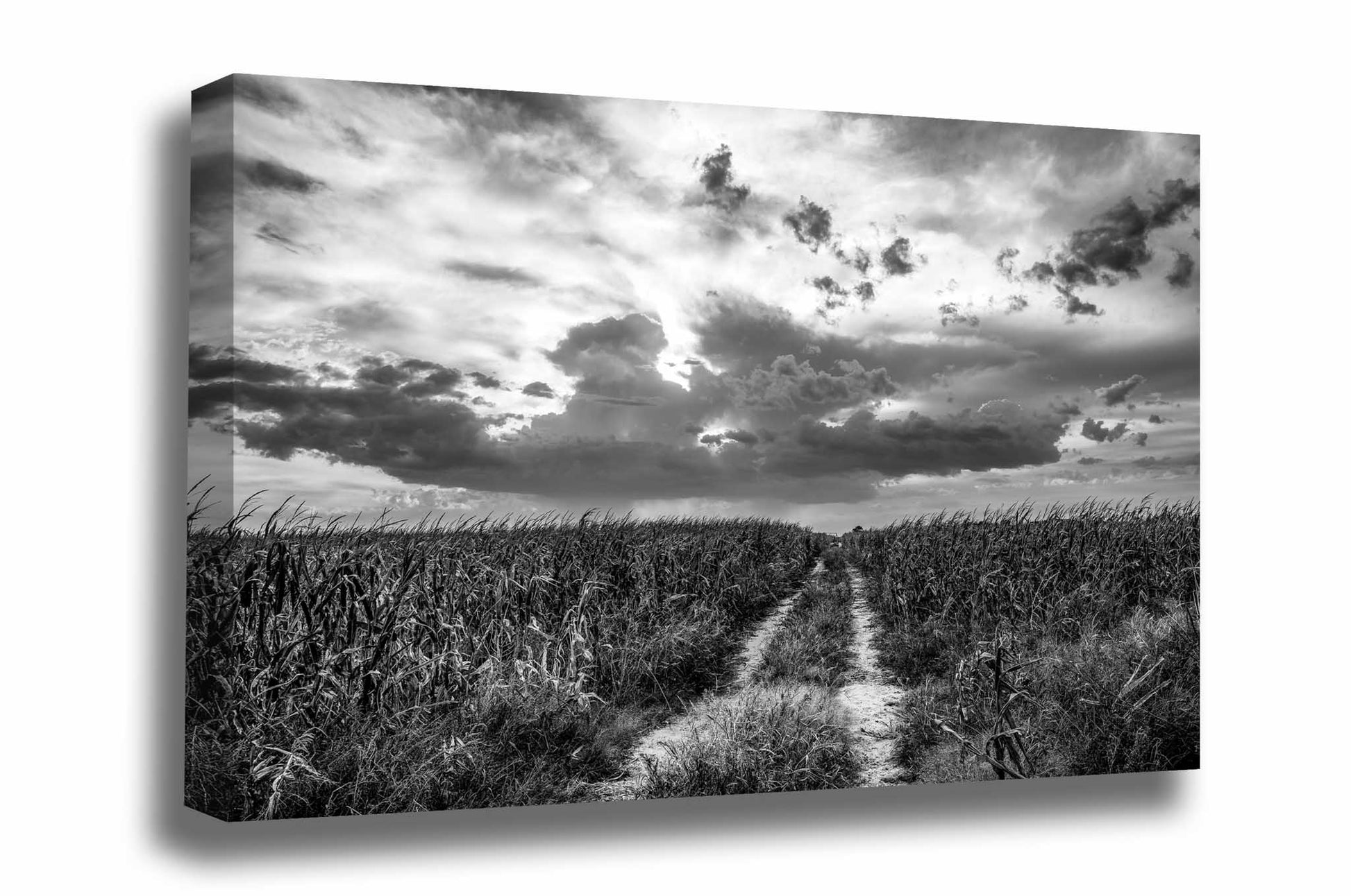 Black and white farm canvas wall art of a worn path through a corn field leading to a big Nebraska sky by Sean Ramsey of Southern Plains Photography.