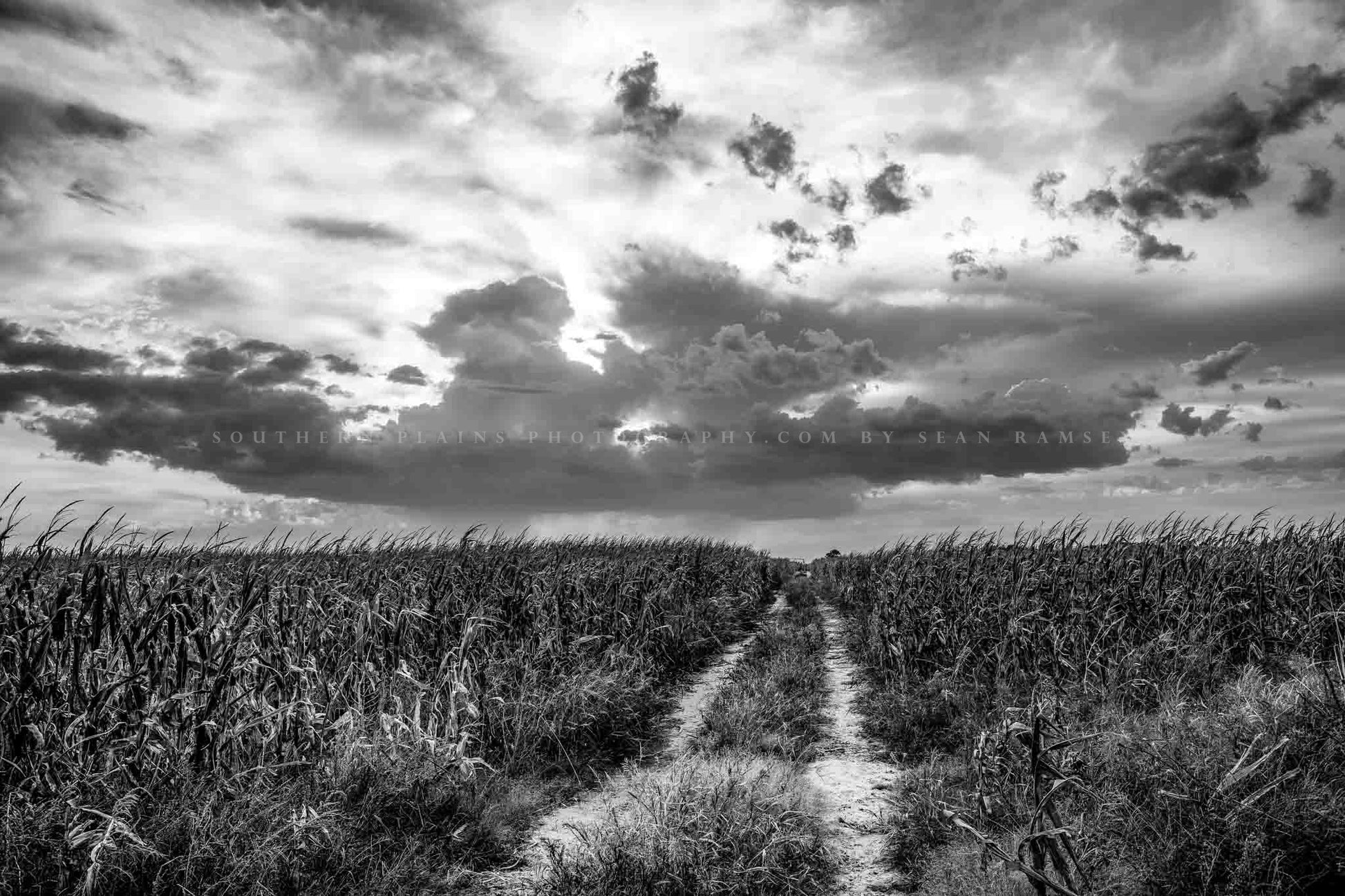 Black and white country photography print of a worn path in a corn field leading to a big Nebraska sky by Sean Ramsey of Southern Plains Photography.