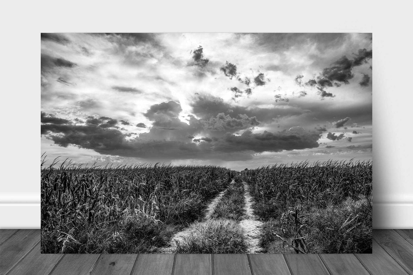 Black and white country metal print of a worn path in a corn field leading to a big sky full of clouds on a spring day in Nebraska by Sean Ramsey of Southern Plains Photography.