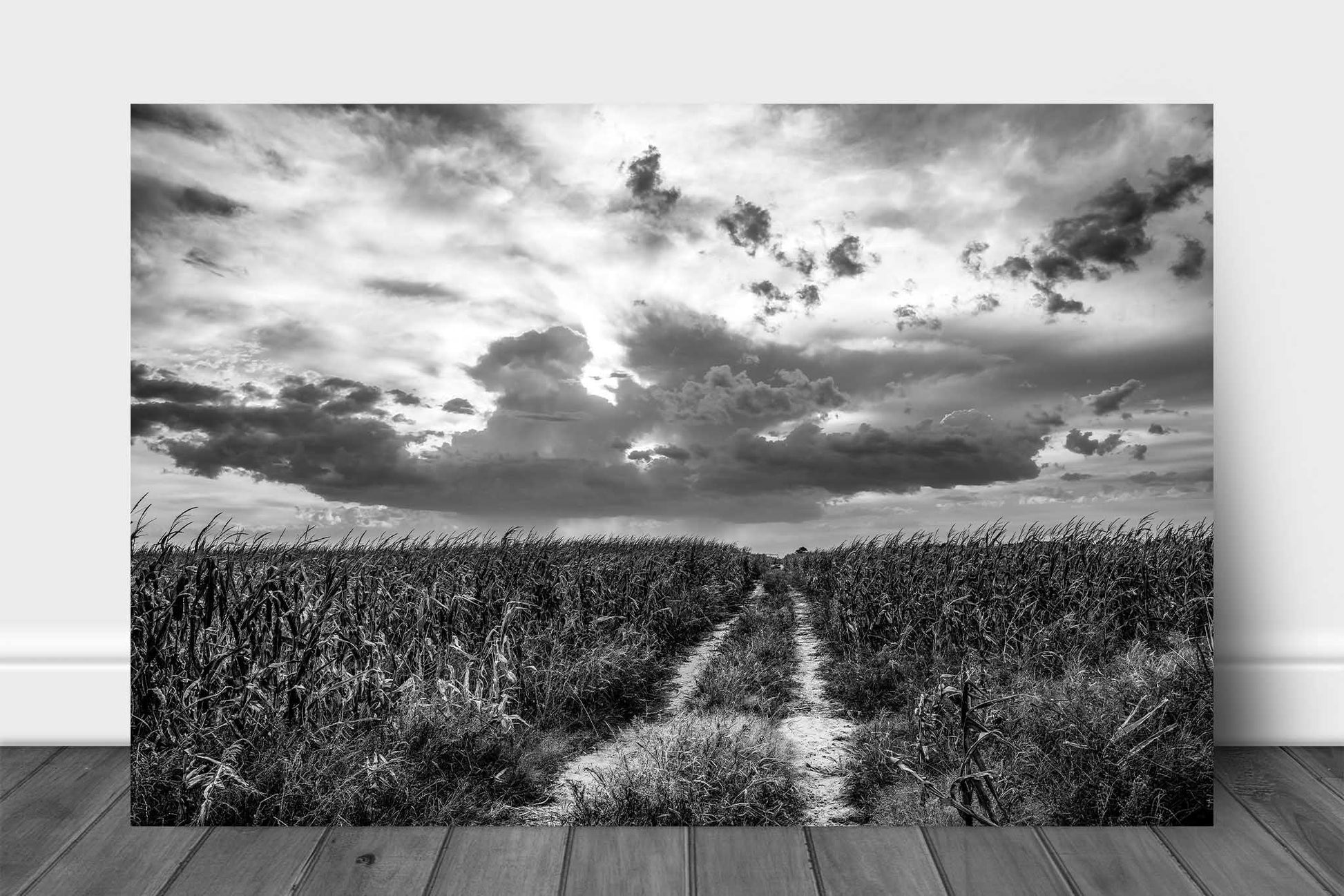Black and white country metal print of a worn path in a corn field leading to a big sky full of clouds on a spring day in Nebraska by Sean Ramsey of Southern Plains Photography.