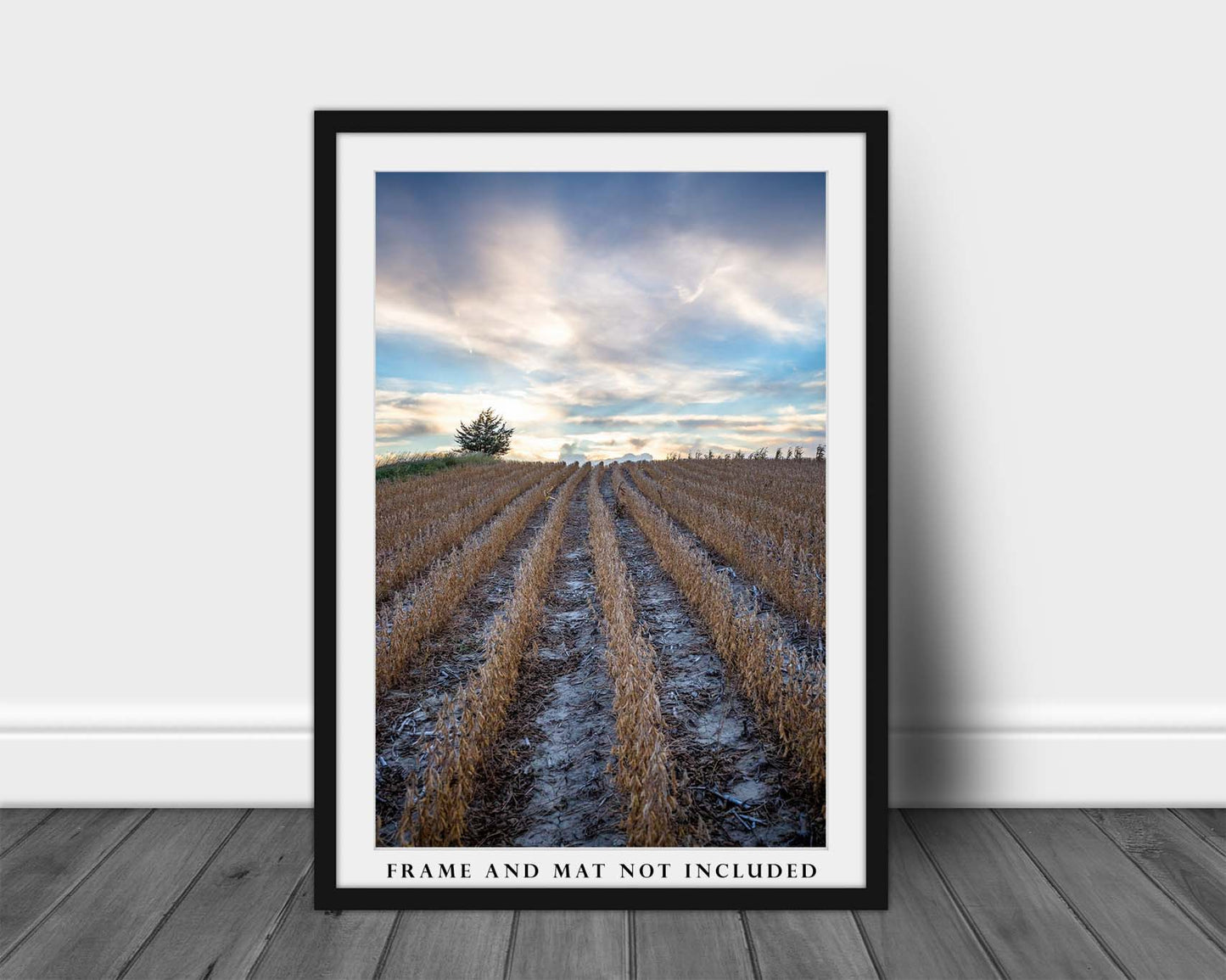 Farming Photography Print - Picture of Soybean Rows in Eastern Nebraska Field Farm Photo Country Home Decor 4x6 to 40x60