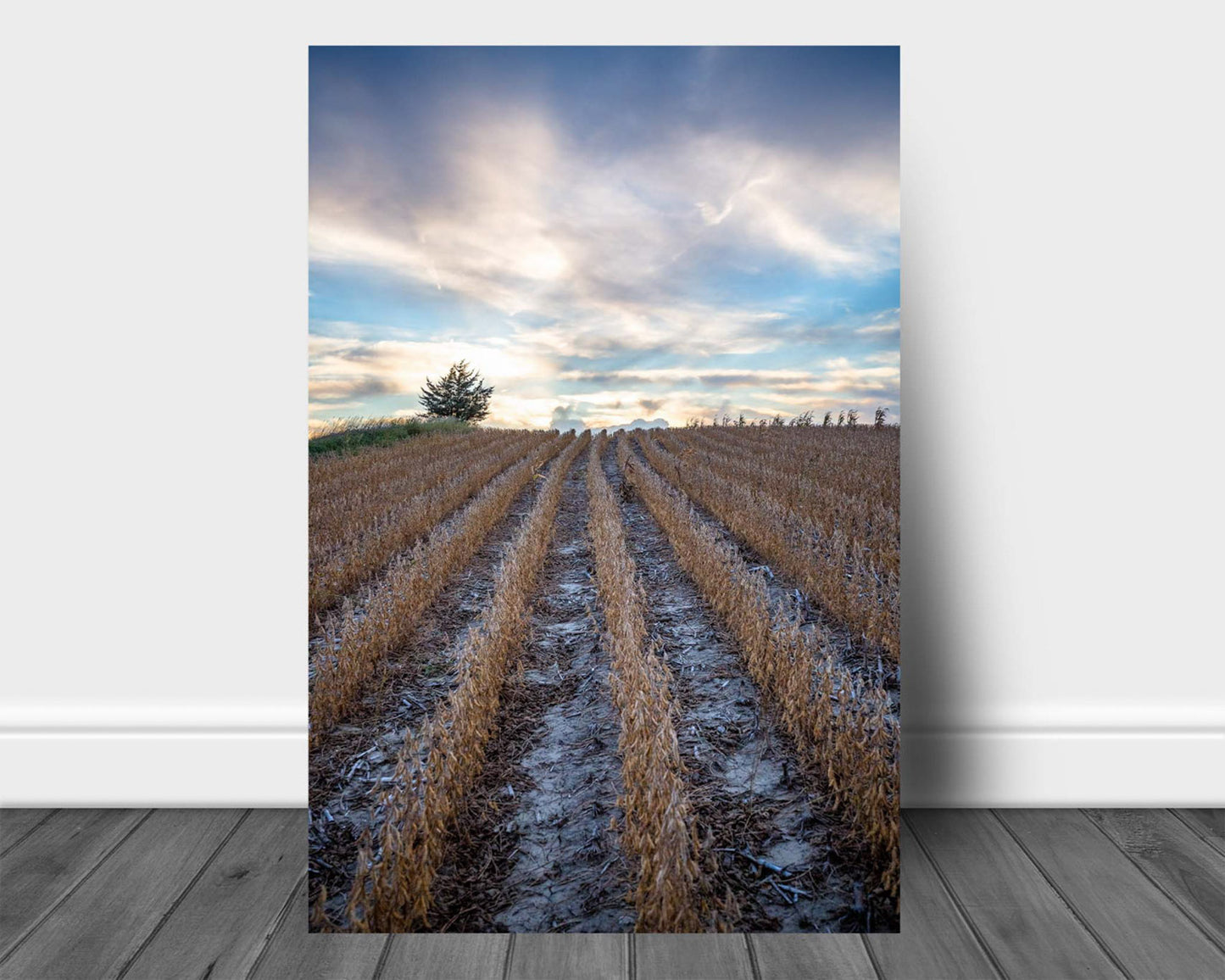Vertical farm aluminum metal print wall art of rows in a soybean field leading to a platinum colored sky on a late summer day in Nebraska by Sean Ramsey of Southern Plains Photography.
