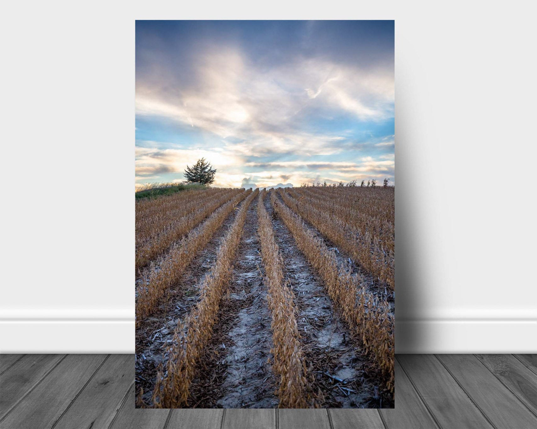 Vertical farm aluminum metal print wall art of rows in a soybean field leading to a platinum colored sky on a late summer day in Nebraska by Sean Ramsey of Southern Plains Photography.