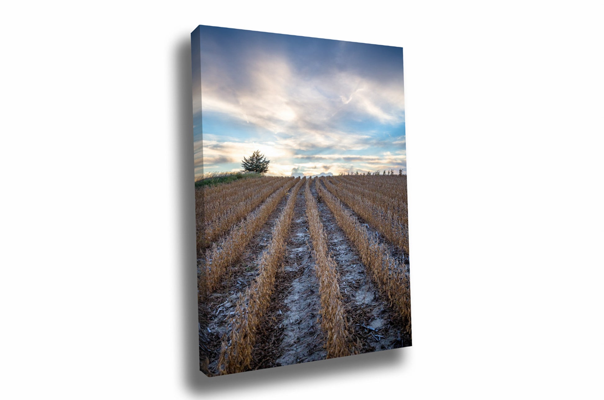 Vertical farm canvas wall art of rows in a soybean field leading to a platinum colored sky on a late summer day in Nebraska by Sean Ramsey of Southern Plains Photography.