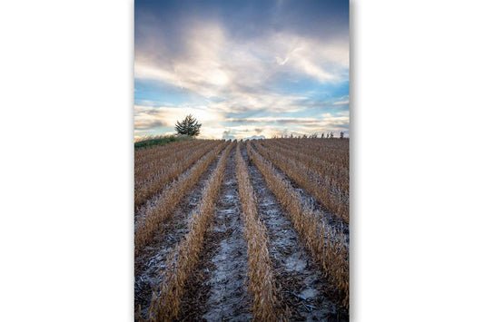 Vertical farm photography print of rows in a soybean field leading to a platinum colored sky on a late summer day in Nebraska by Sean Ramsey of Southern Plains Photography.