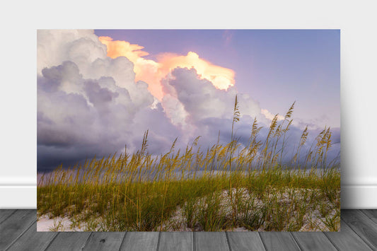 Gulf Coast aluminum metal print wall art of storm clouds over sea oats at sunrise at Orange Beach, Alabama by Sean Ramsey of Southern Plains Photography.