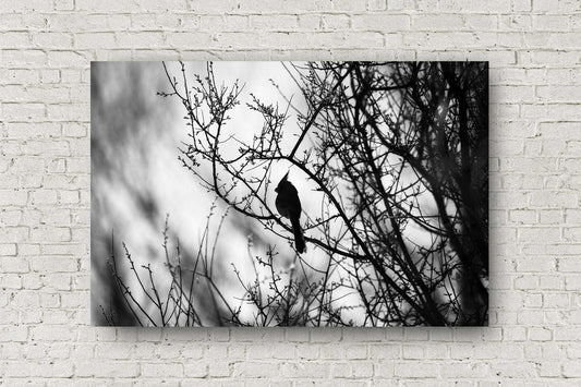 Black and white bird metal print on aluminum of a pyrrhuloxia (desert cardinal) appearing as a silhouette as it rests on a branch along the San Pedro River in Arizona by Sean Ramsey of Southern Plains Photography.