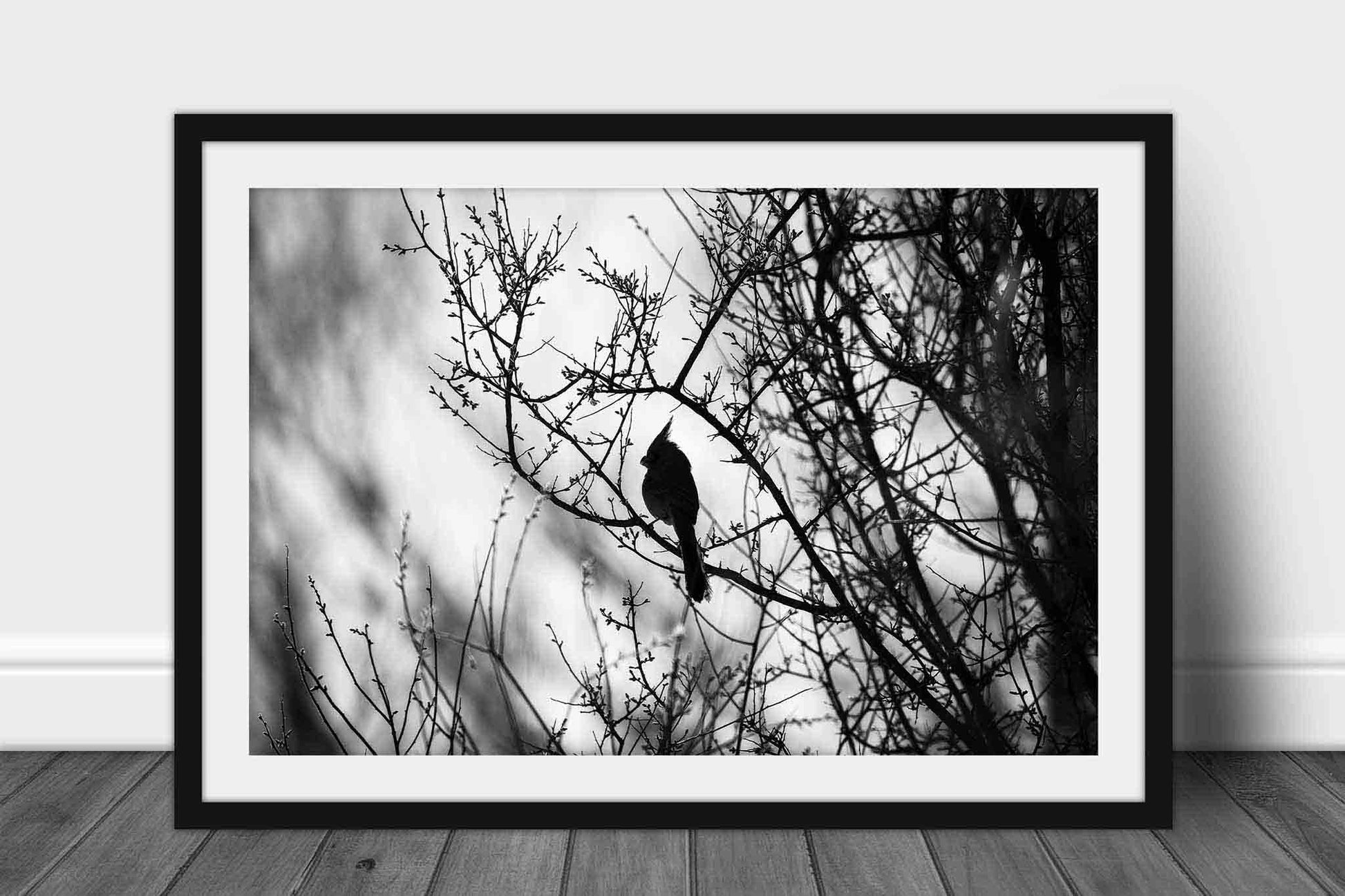 Framed bird print in black and white of a pyrrhuloxia desert cardinal sitting on a branch along the San Pedro River in Arizona by Sean Ramsey of Southern Plains Photography.