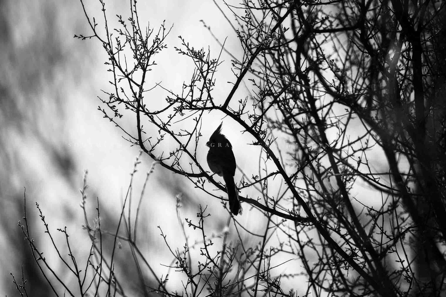 Bird photography print of a pyrrhuloxia desert cardinal appearing as a silhouette on a tree branch along the San Pedro River in Arizona in black and white by Sean Ramsey of Southern Plains Photography.