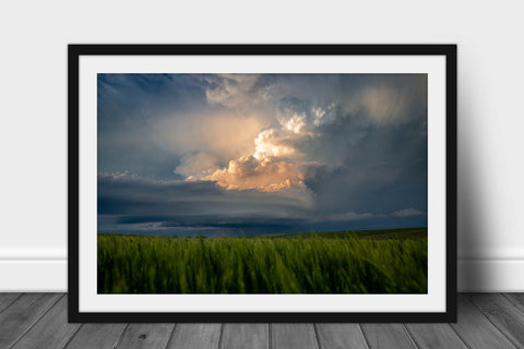 Framed storm print with optional mat of a thunderstorm drenched in sunlight over a wheat field on a stormy spring day in Kansas by Sean Ramsey of Southern Plains Photography.
