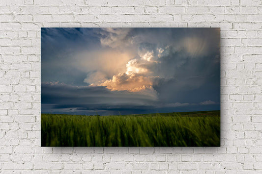 Storm photography print of a supercell thunderstorm updraft illuminated in golden sunlight over a wheat field at sunset on a spring evening in Kansas by Sean Ramsey of Southern Plains Photography.