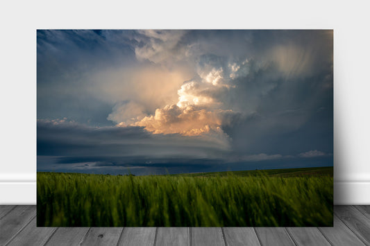 Storm photography print of a supercell thunderstorm updraft illuminated in golden sunlight over a wheat field at sunset on a spring evening in Kansas by Sean Ramsey of Southern Plains Photography.