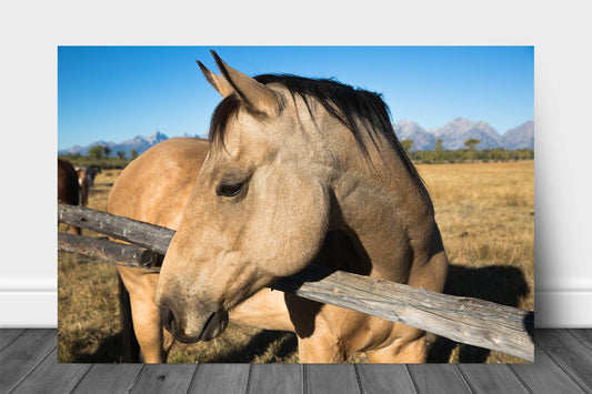 Equine aluminum metal print wall art of a buckskin horse on an autumn day in Grand Teton National Park, Wyoming by Sean Ramsey of Southern Plains Photography.