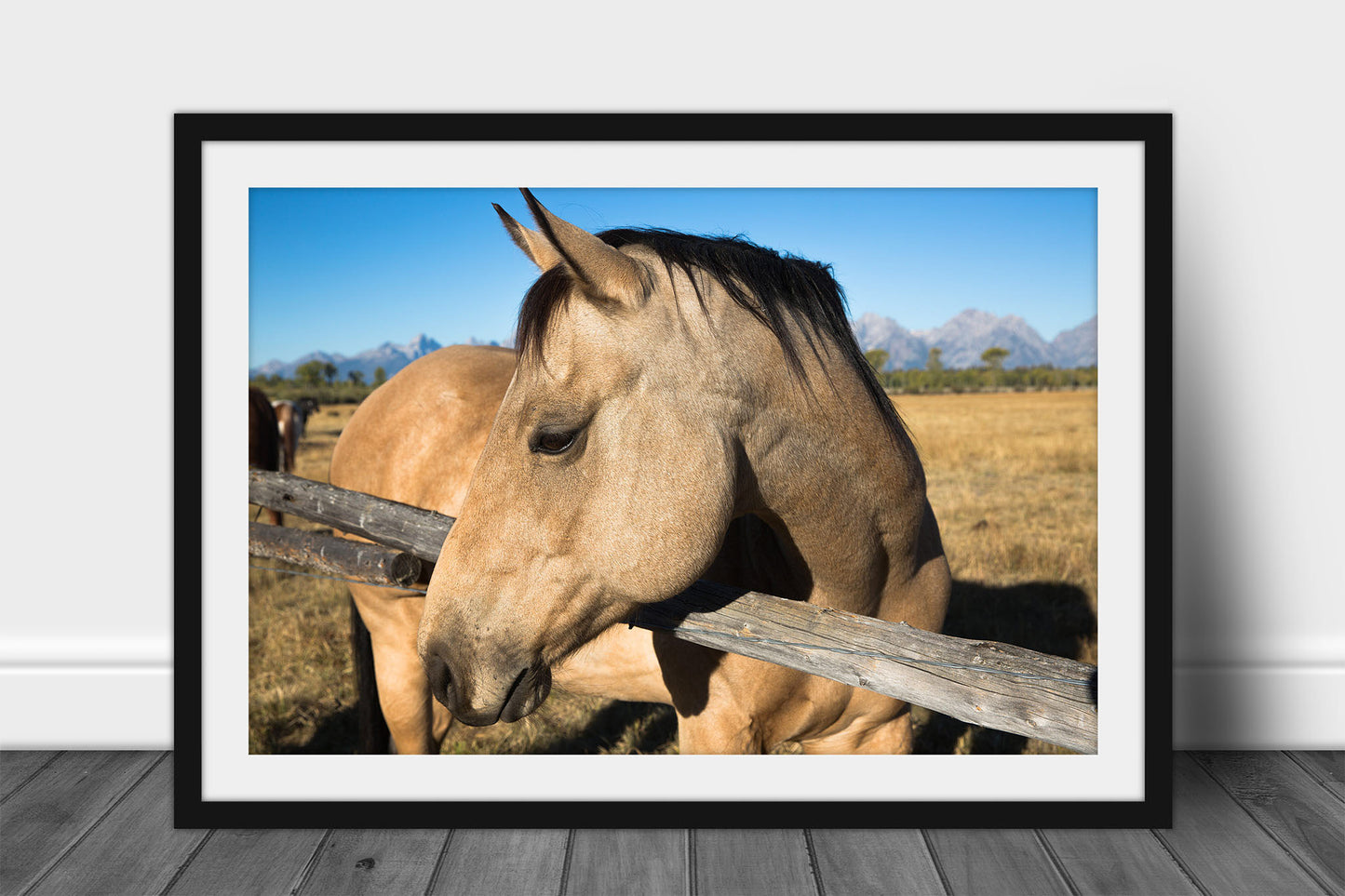 Framed and matted equine print of a buckskin horse on an autumn day in Grand Teton National Park, Wyoming by Sean Ramsey of Southern Plains Photography.