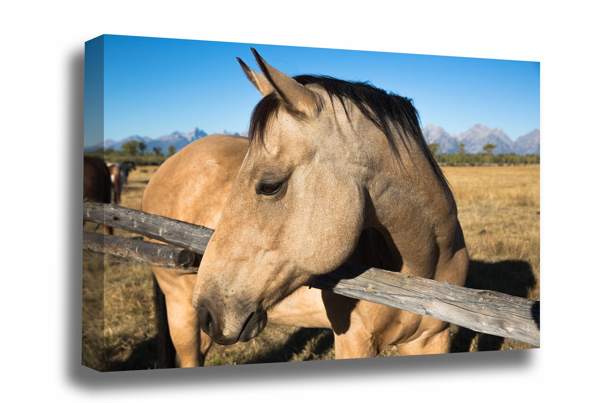 Equine canvas wall art of a buckskin horse on an autumn day in Grand Teton National Park, Wyoming by Sean Ramsey of Southern Plains Photography.