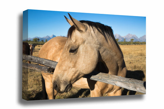 Equine canvas wall art of a buckskin horse on an autumn day in Grand Teton National Park, Wyoming by Sean Ramsey of Southern Plains Photography.