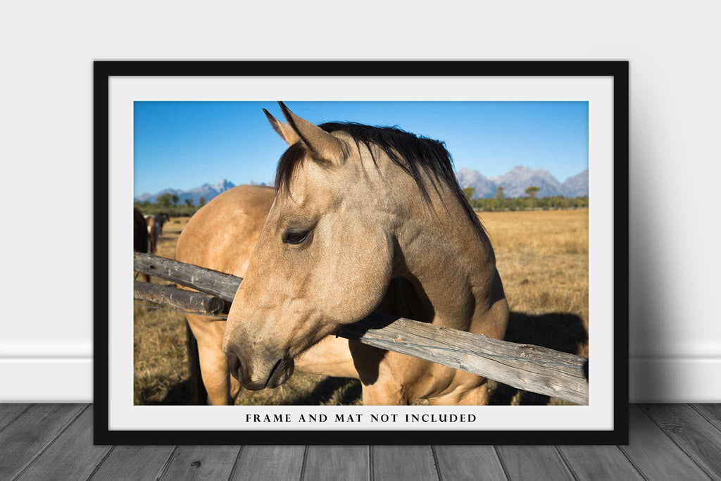 Horse - Fine Art Equine Photography Print of Buckskin Horse in – Southern Plains Photography