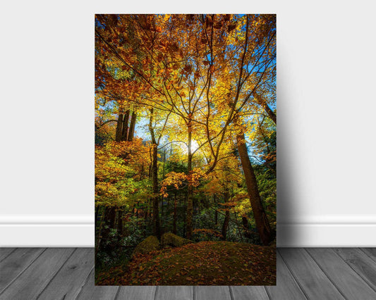 Vertical metal print of sunlight illuminating fall foliage in a forest on an autumn day in the Great Smoky Mountains of Tennessee by Sean Ramsey of Southern Plains Photography.