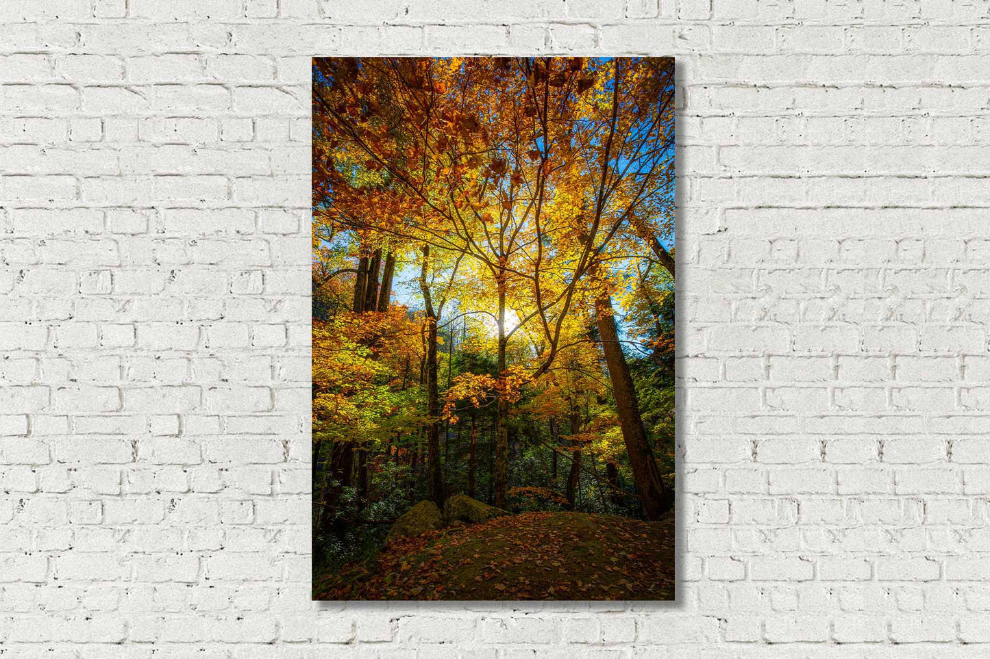 Vertical metal print of sunlight illuminating fall foliage in a forest on an autumn day in the Great Smoky Mountains of Tennessee by Sean Ramsey of Southern Plains Photography.