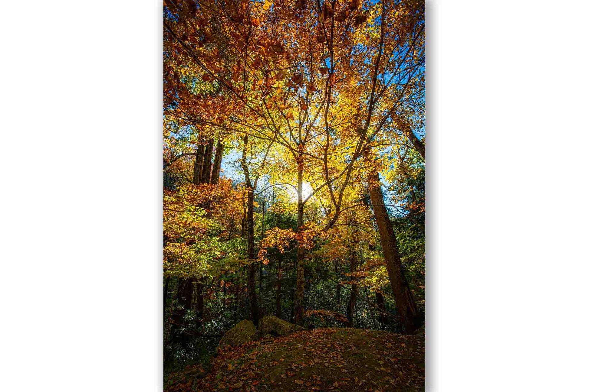 Vertical autumn photography print of sunlight illuminating leaves on the trees in a forest in the Great Smoky Mountains of Tennessee by Sean Ramsey of Southern Plains Photography.