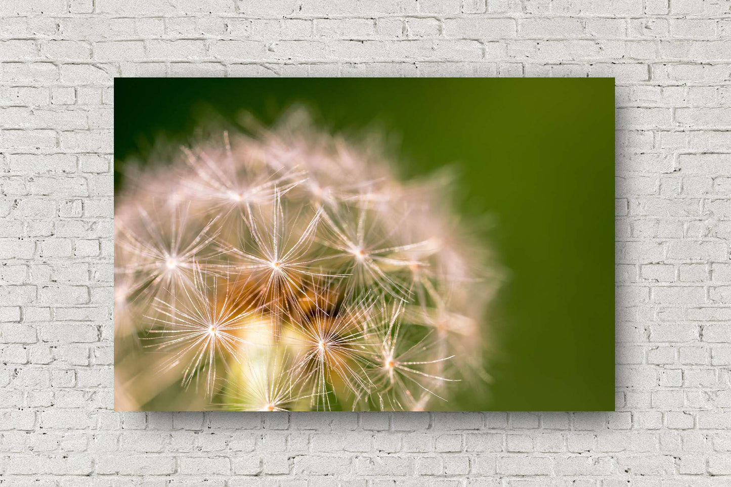 Botanical metal print of a dandelion head against a green background on a spring day in Oklahoma by Sean Ramsey of Southern Plains Photography.