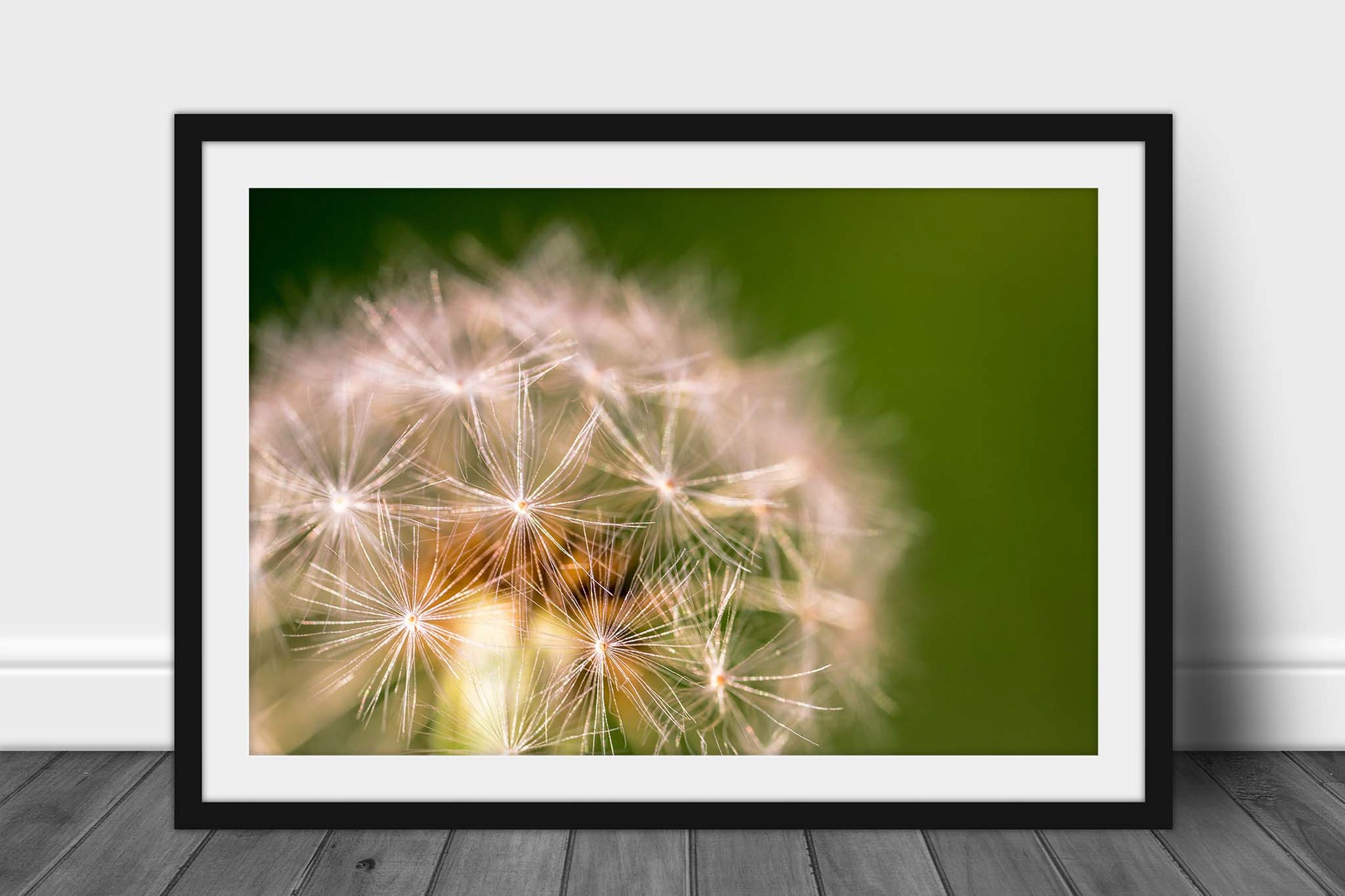 Framed botanical print of a close up of a dandelion head against a green backdrop on a spring day in Oklahoma by Sean Ramsey of Southern Plains Photography.
