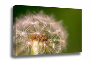 Botanical canvas wall art of a perfect dandelion head against a green background on a spring day in Oklahoma by Sean Ramsey of Southern Plains Photography.