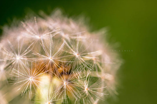 Botanical photography print of a perfect dandelion head against a green background on a spring day in Oklahoma by Sean Ramsey of Southern Plains Photography.