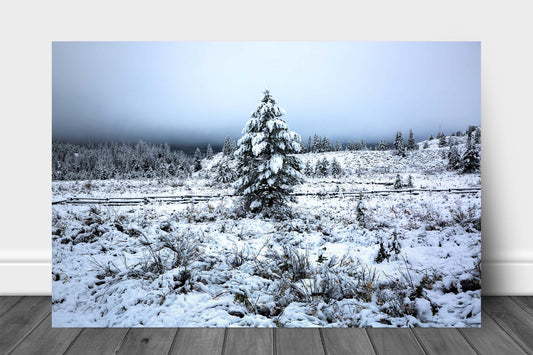 Rocky Mountains aluminum metal print wall art of a pine tree covered in snow in a beautiful wintery scene on an autumn morning in Wyoming by Sean Ramsey of Southern Plains Photography.