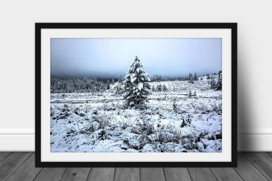 Rocky Mountains framed print of a pine tree covered in snow in a beautiful wintery scene on an autumn morning in Wyoming by Sean Ramsey of Southern Plains Photography.
