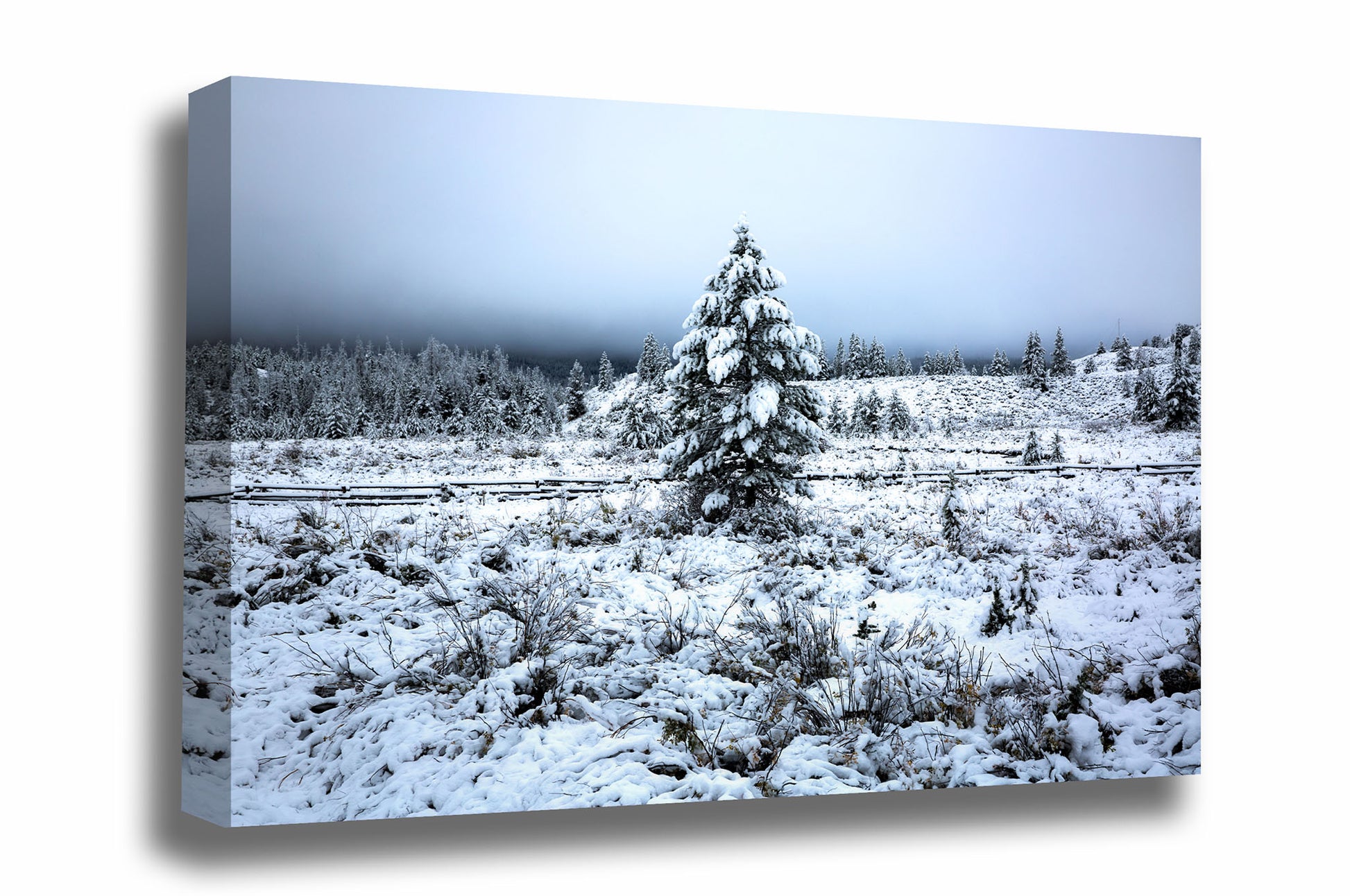 Rocky Mountains gallery wrapped canvas wall art of a pine tree covered in snow in a beautiful wintery scene on an autumn morning in Wyoming by Sean Ramsey of Southern Plains Photography.