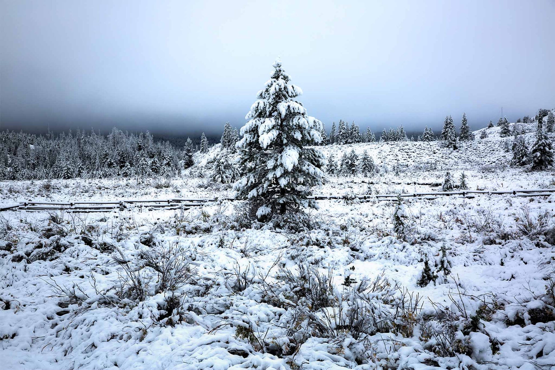 Rocky Mountains photography print of a pine tree covered in snow in a beautiful wintery scene on an autumn morning in Wyoming by Sean Ramsey of Southern Plains Photography.