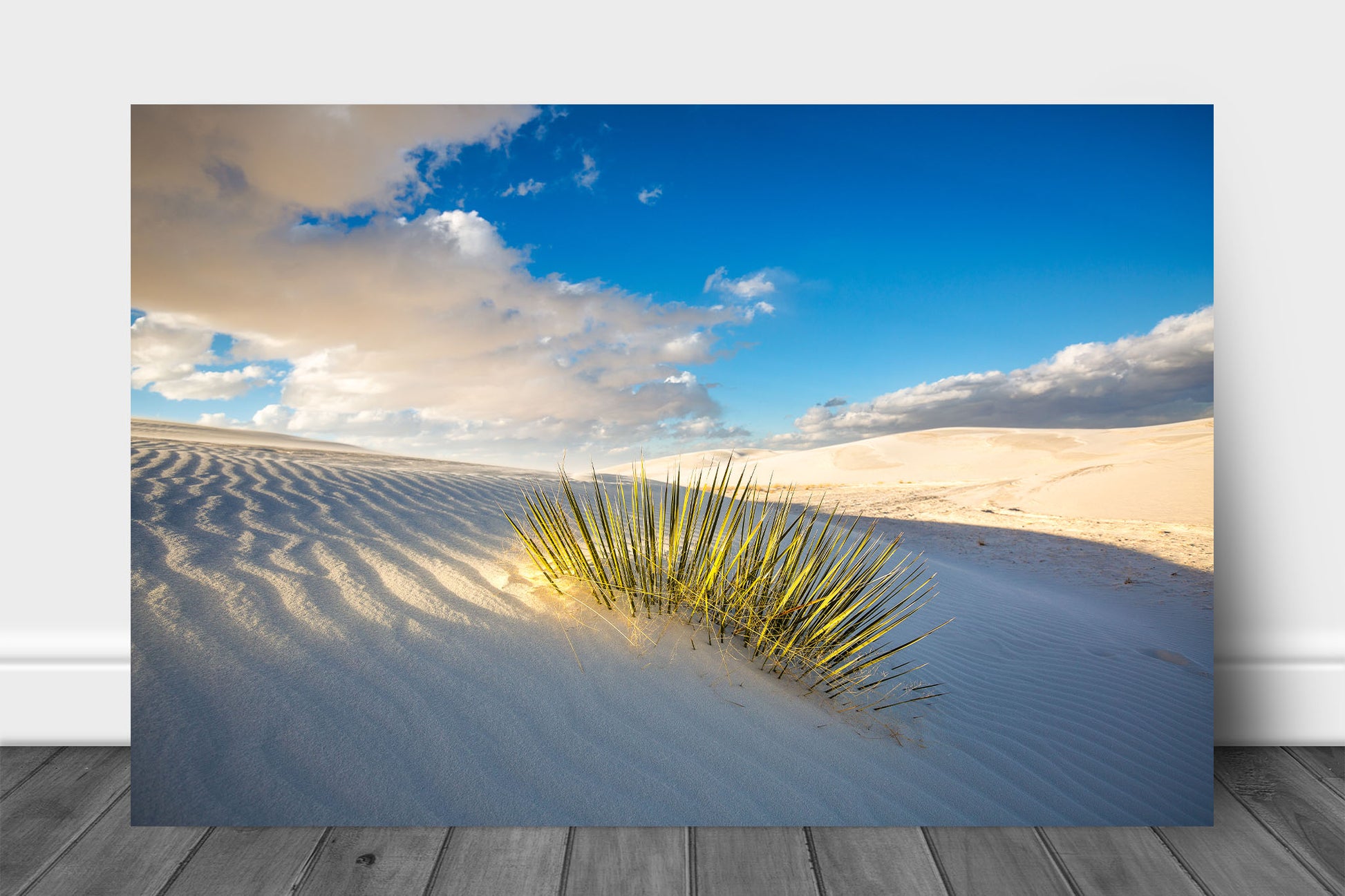 Desert Southwest landscape aluminum metal print wall art of a yucca plant illuminated in evening sunlight at White Sands National Park, New Mexico by Sean Ramsey of Southern Plains Photography.